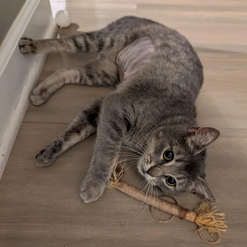 Brittany Davis thumbnail 5