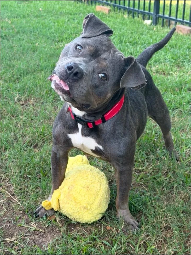 An adult medium-sized female Bulldog dog named Tootsie for adoption in Garden Valley, ID