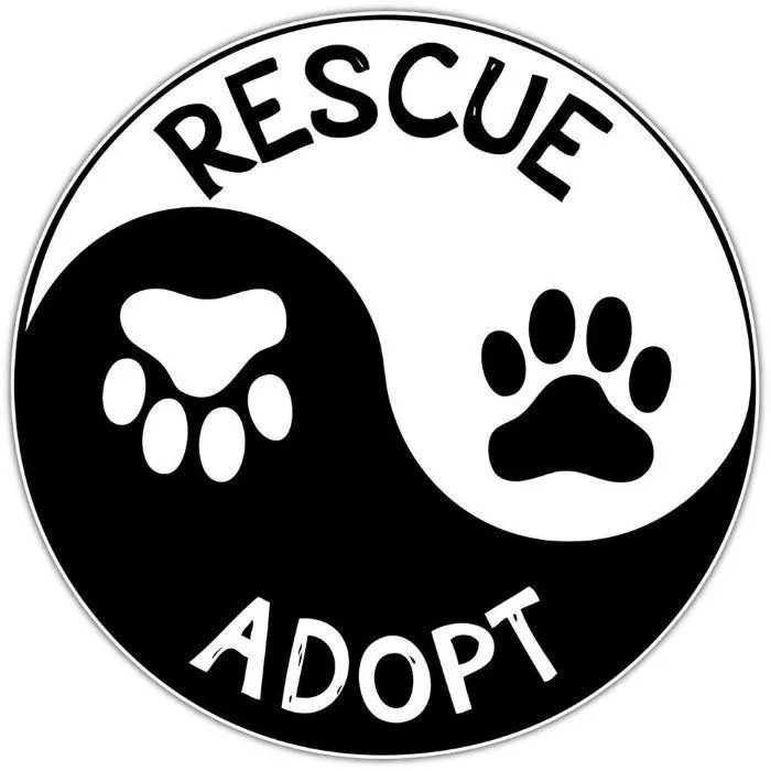A baby small-sized male Brown / Chocolate Domestic Short Hair cat named Donny for adoption in Norfolk, NE