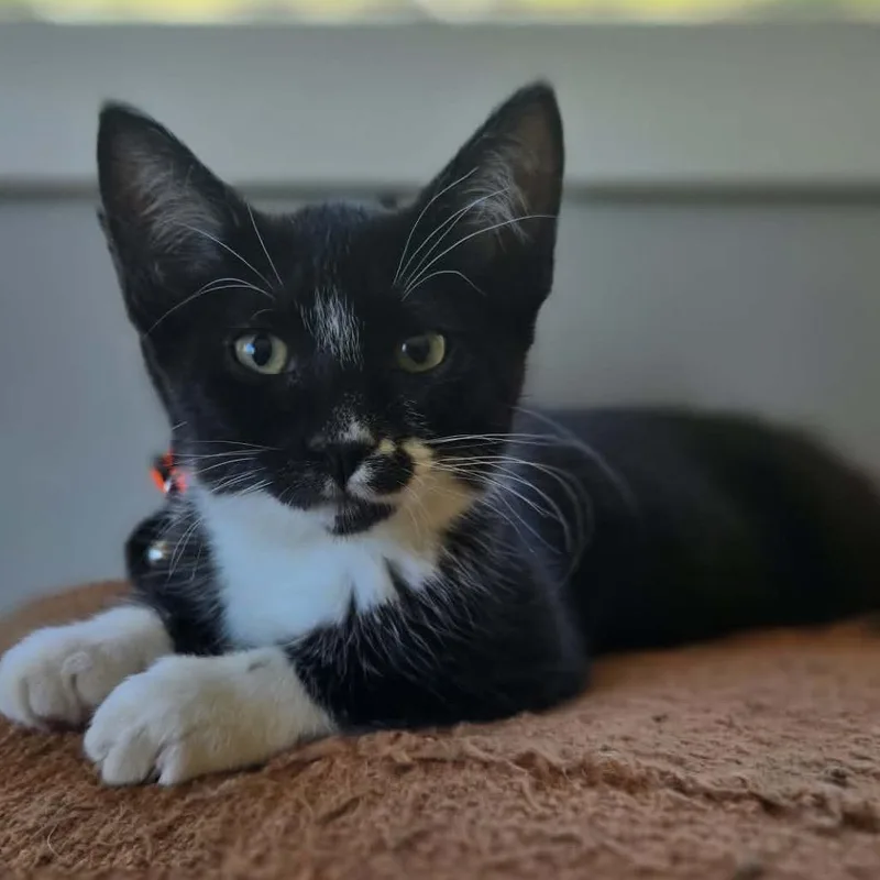 Cindy pawford