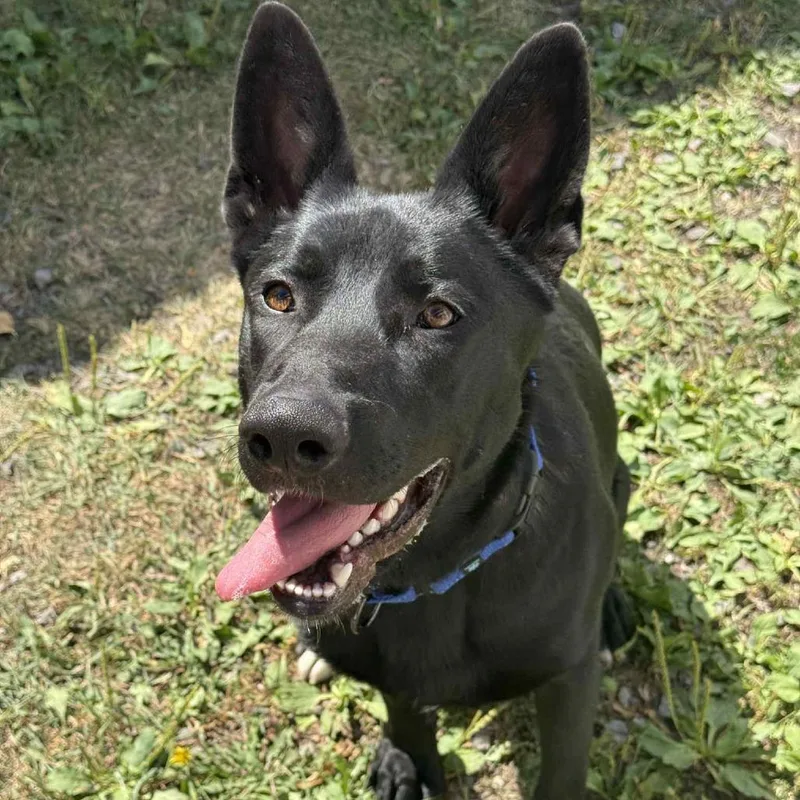 An adult large-sized male Black German Shepherd Dog dog named Finn for adoption in Saugerties, NY