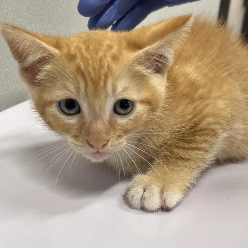 A baby small-sized male Orange / Red Domestic Short Hair cat named Hunter for adoption in Tampa, FL