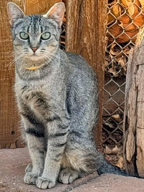 A young medium-sized female Domestic Short Hair cat named Leah for adoption in Saint George, UT