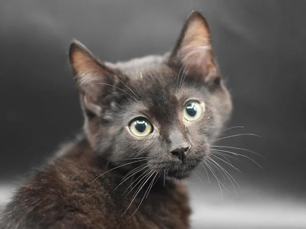 A baby small-sized male Domestic Short Hair cat named Trilby for adoption in Portland, OR