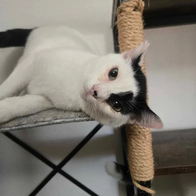 Todoroki  Feline Herpes thumbnail 2