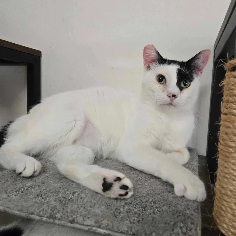 Todoroki  Feline Herpes thumbnail 3