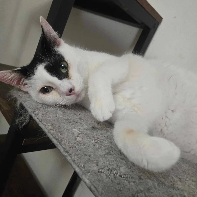 Todoroki  Feline Herpes thumbnail 4