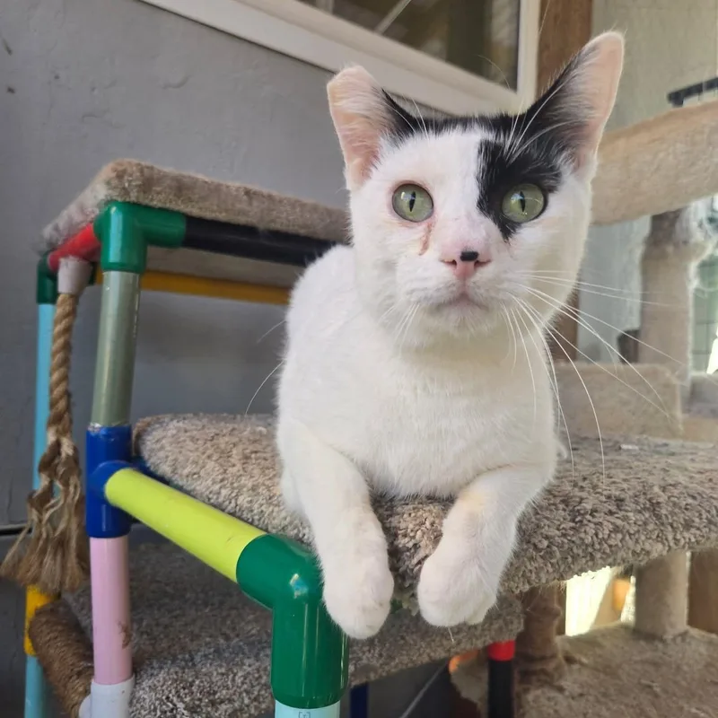 Todoroki  Feline Herpes thumbnail 5