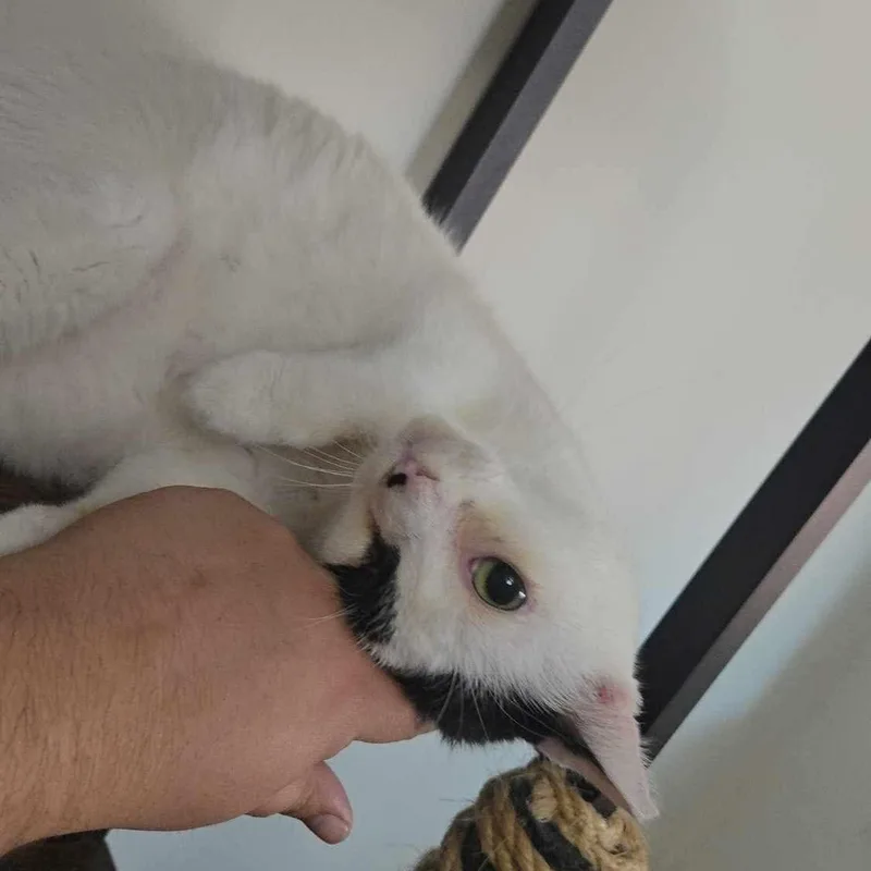 Todoroki  Feline Herpes thumbnail 6