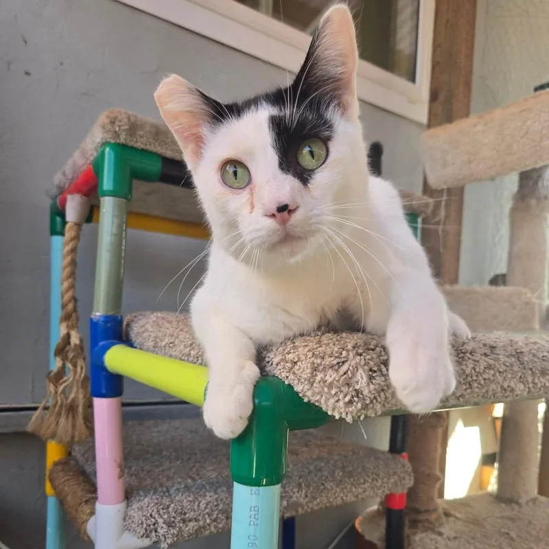 Todoroki  Feline Herpes