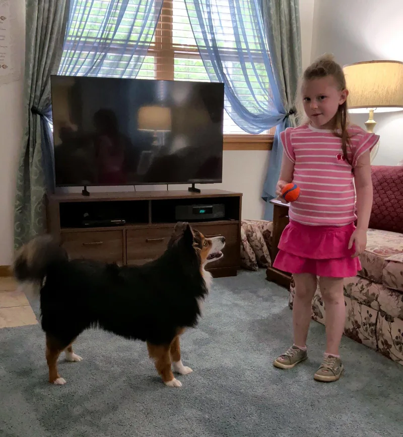 An adult medium-sized male Shetland Sheepdog / Sheltie dog named Chippy for adoption in Cuyahoga Falls, OH
