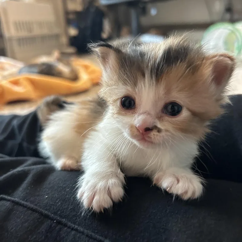 A baby small-sized female Calico Domestic Short Hair cat named Kreacher for adoption in Brownsboro, AL