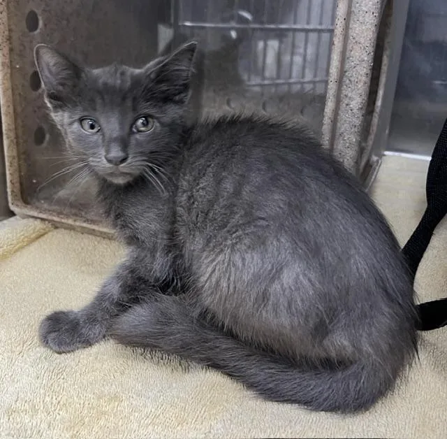 A baby small-sized male Domestic Short Hair cat named Mars for adoption in Norco, CA