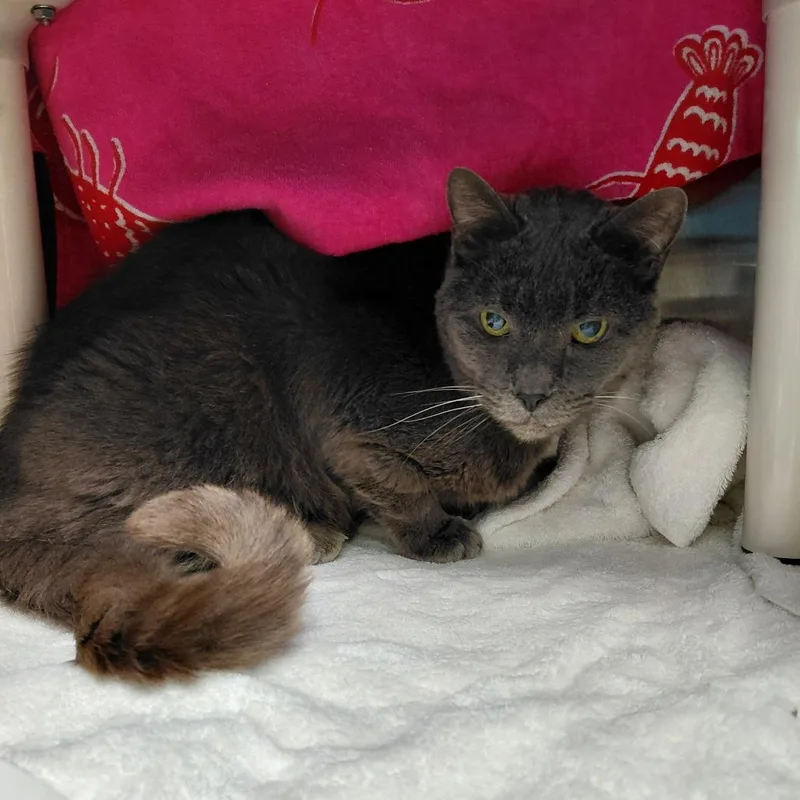 A senior small-sized male Gray / Blue / Silver Domestic Short Hair cat named Gandalf for adoption in Philadelphia, PA