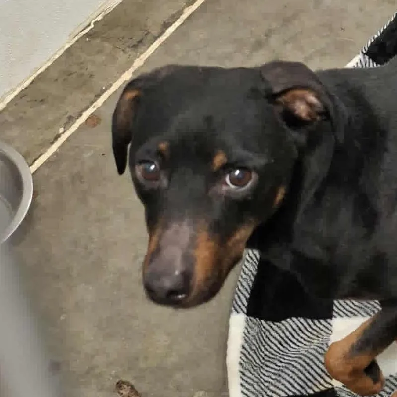 An adult medium-sized male Black Terrier dog named Ralph for adoption in Hannibal, MO
