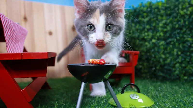 A baby small-sized female Dilute Calico cat named Truffles for adoption in Parker, TX
