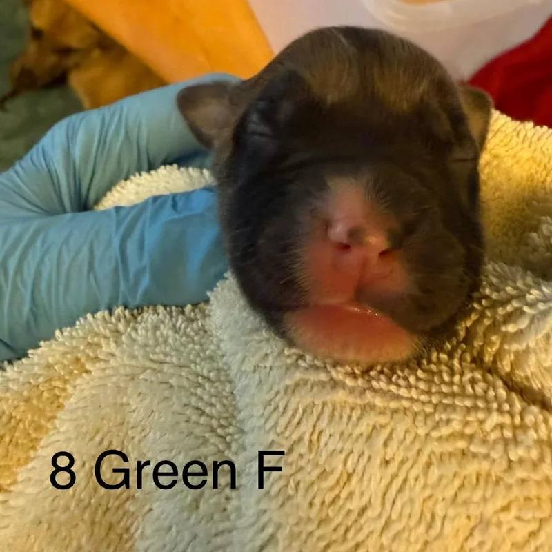 A baby medium-sized male Shepherd dog named Sagittarius for adoption in Austin, TX