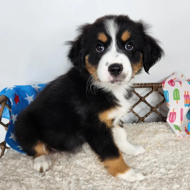 A baby small-sized female Gray / Blue / Silver Australian Shepherd dog named Fifi for adoption in Fort Wayne, IN