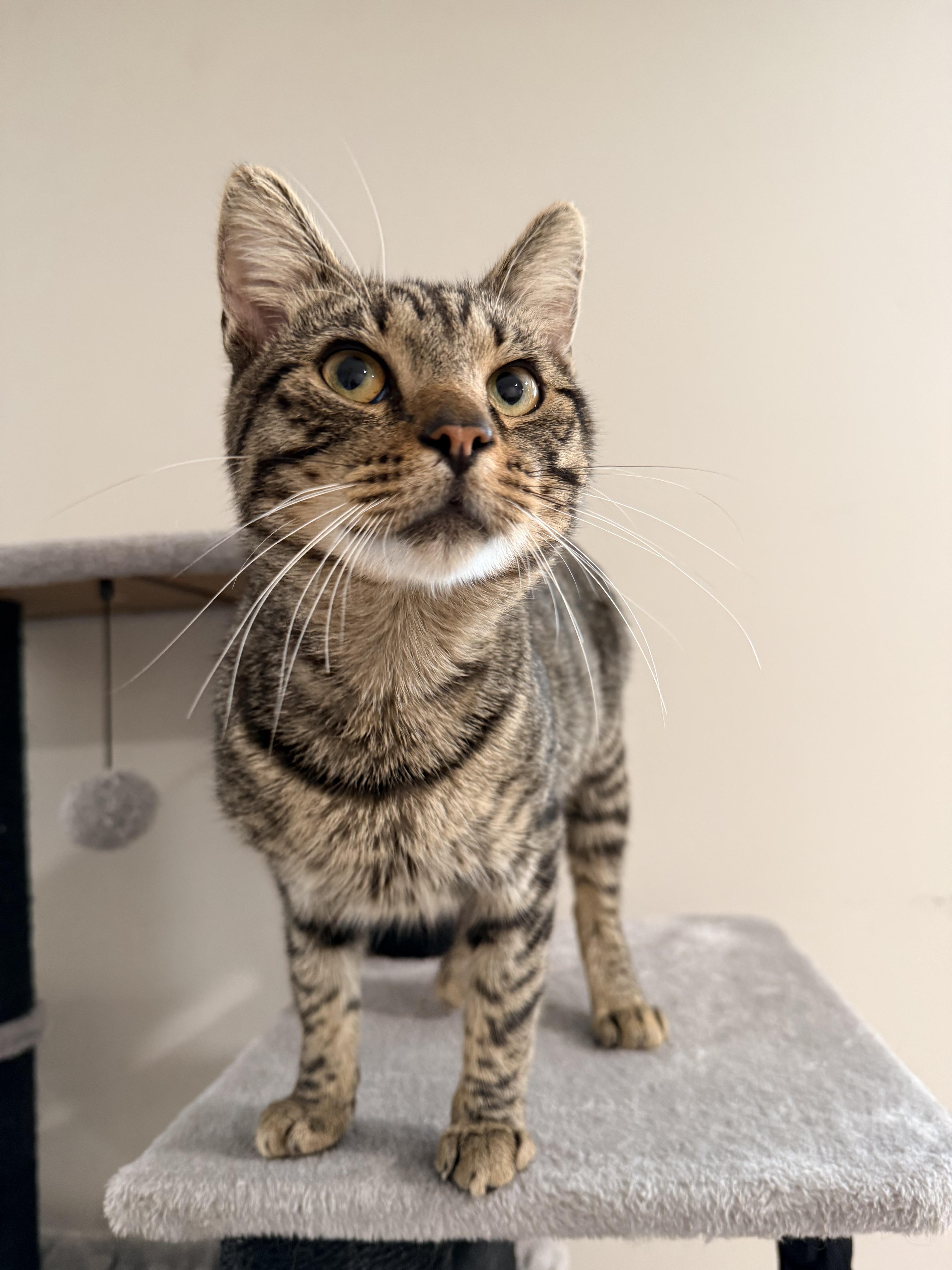 A young medium-sized male Tabby (Buff / Tan / Fawn) Domestic Short Hair cat named Christian for adoption in Staten Island, NY