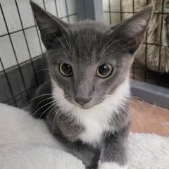 A baby medium-sized male Gray & White Domestic Short Hair cat named Monster for adoption in Green Valley, AZ