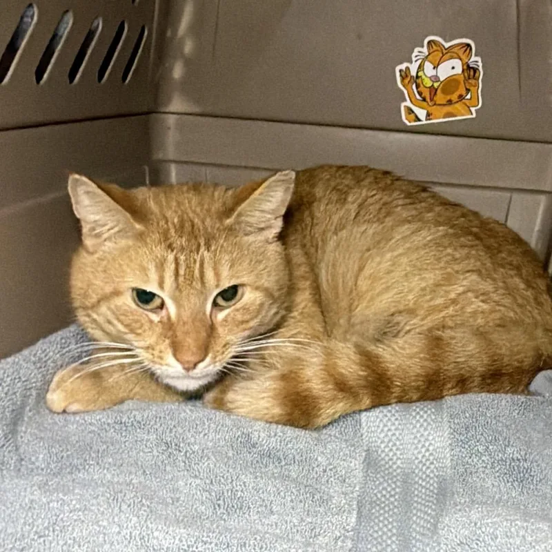 A young medium-sized male Orange / Red Domestic Short Hair cat named Monty for adoption in Middle Village, NY