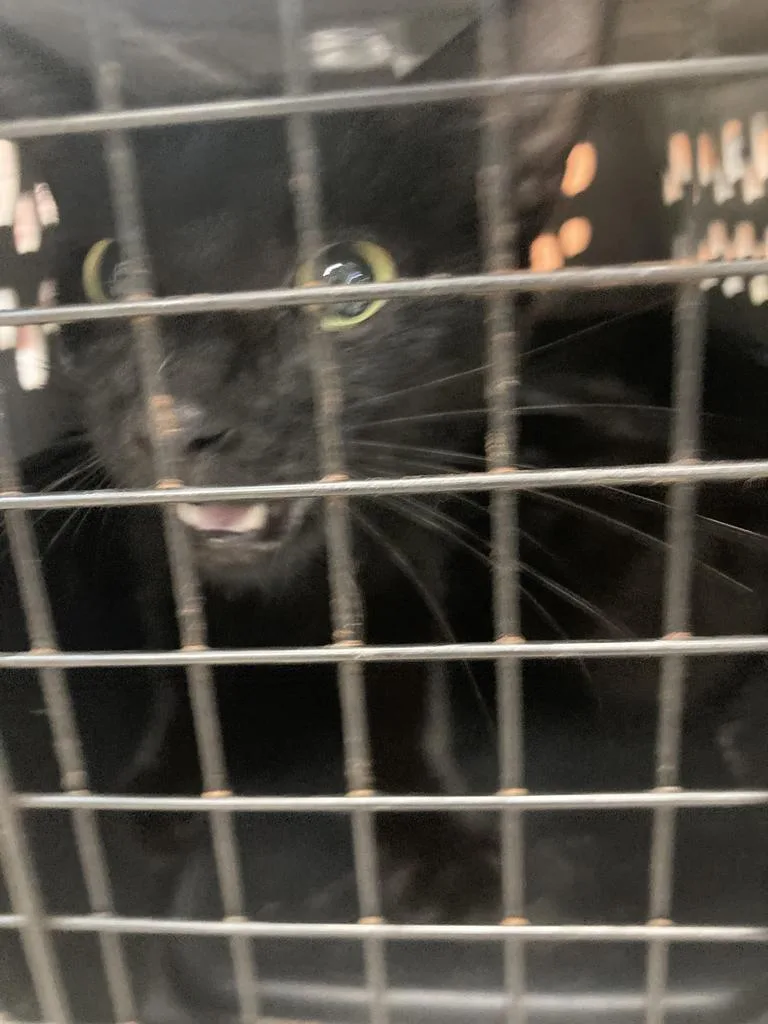 A young medium-sized female Domestic Short Hair cat named Donkey for adoption in Burnsville, NC