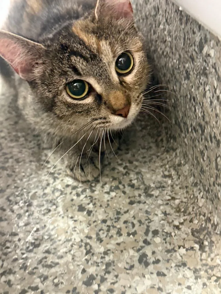 A young medium-sized female Domestic Short Hair cat named Cotton Candy for adoption in Van Wert, OH