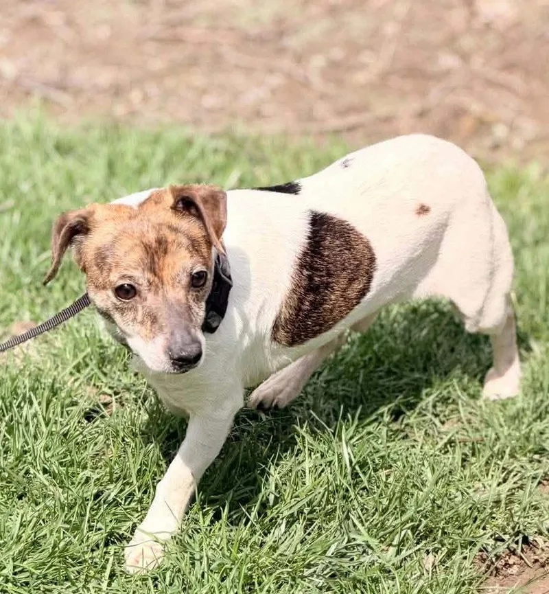 An adult medium-sized male Jack Russell Terrier dog named Bonnie & Clyde  for adoption in Ashville, OH
