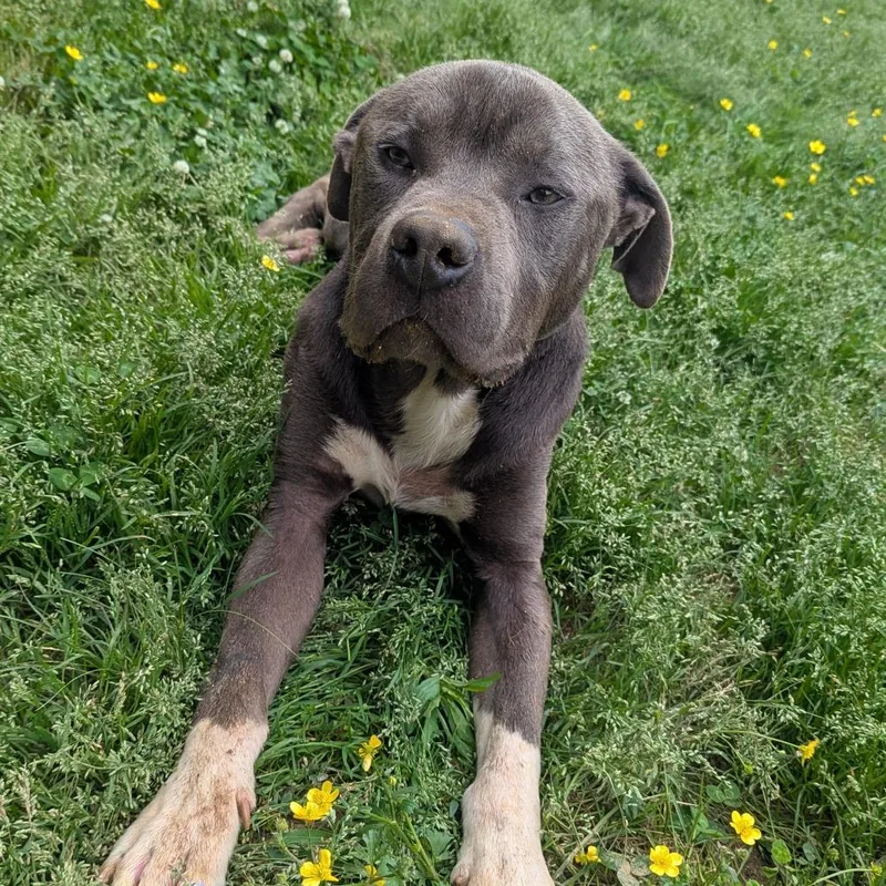 An adult large-sized male Gray / Blue / Silver Pit Bull Terrier dog named Apollo for adoption in Birmingham, AL