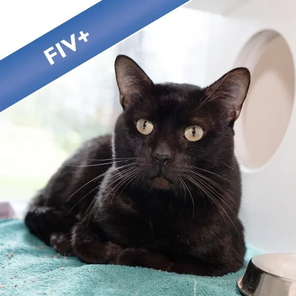 An adult small-sized male Domestic Short Hair cat named Marcel for adoption in Des Moines, IA