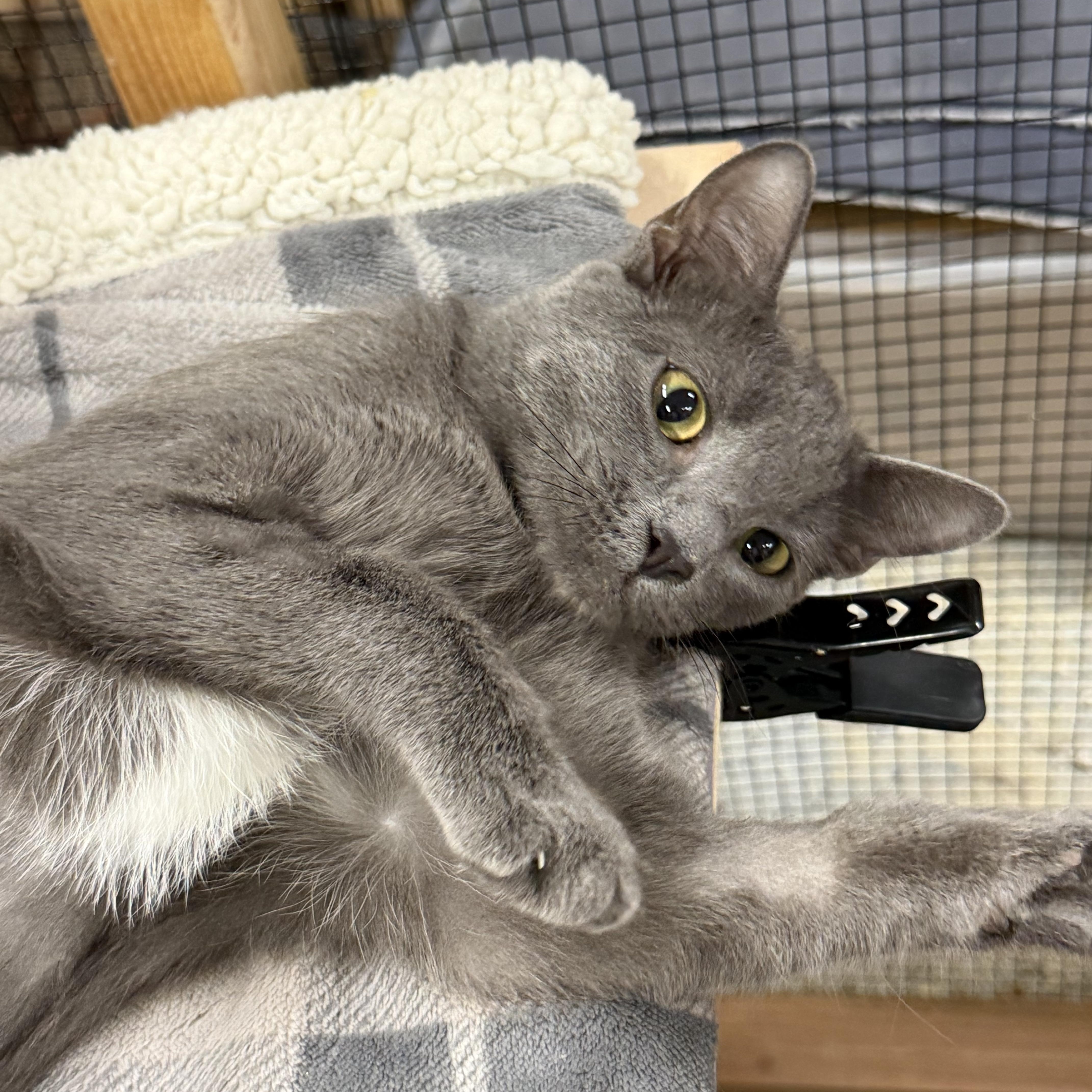 A young medium-sized female Gray / Blue / Silver Domestic Short Hair cat named Purple  Shy But for adoption in Fountain Valley, CA