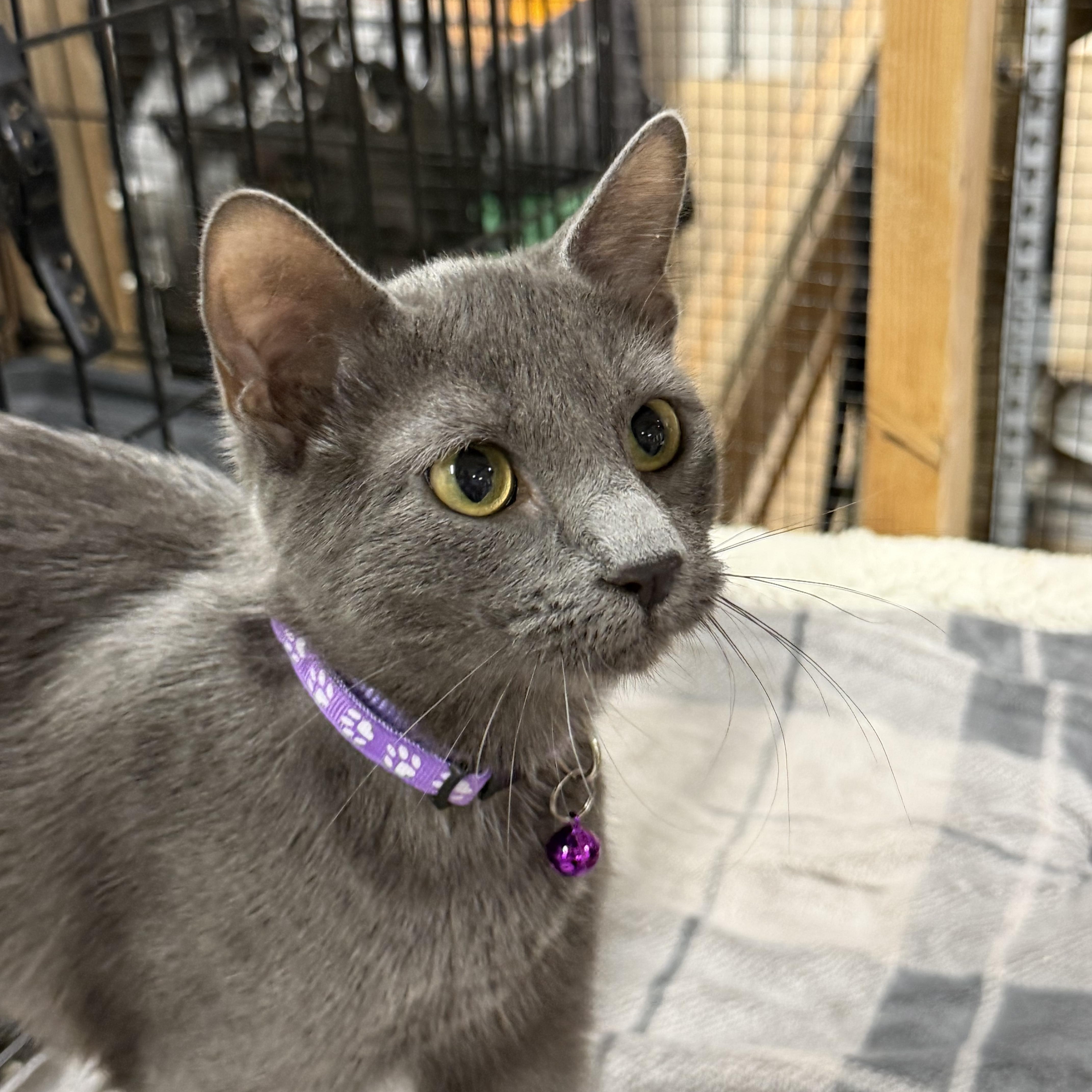 Purple  Shy But thumbnail 2