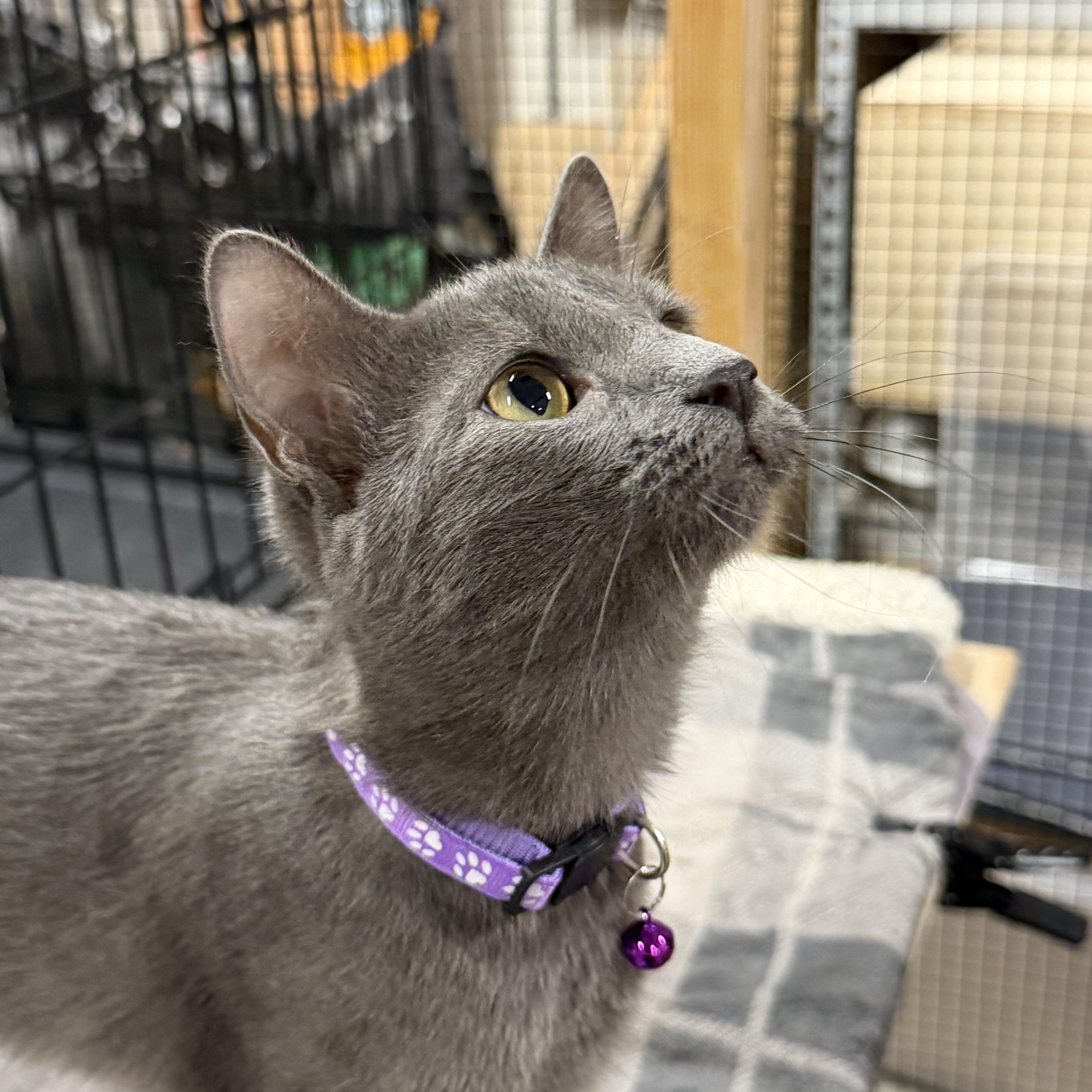 Purple  Shy But thumbnail 3