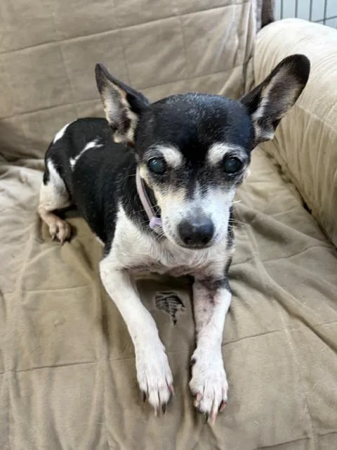 A senior small-sized female Chihuahua dog named Pearl for adoption in Manchester, TN