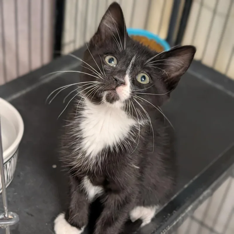 A baby medium-sized male Black & White / Tuxedo Domestic Short Hair cat named Shaggy for adoption in Cape Girardeau, MO