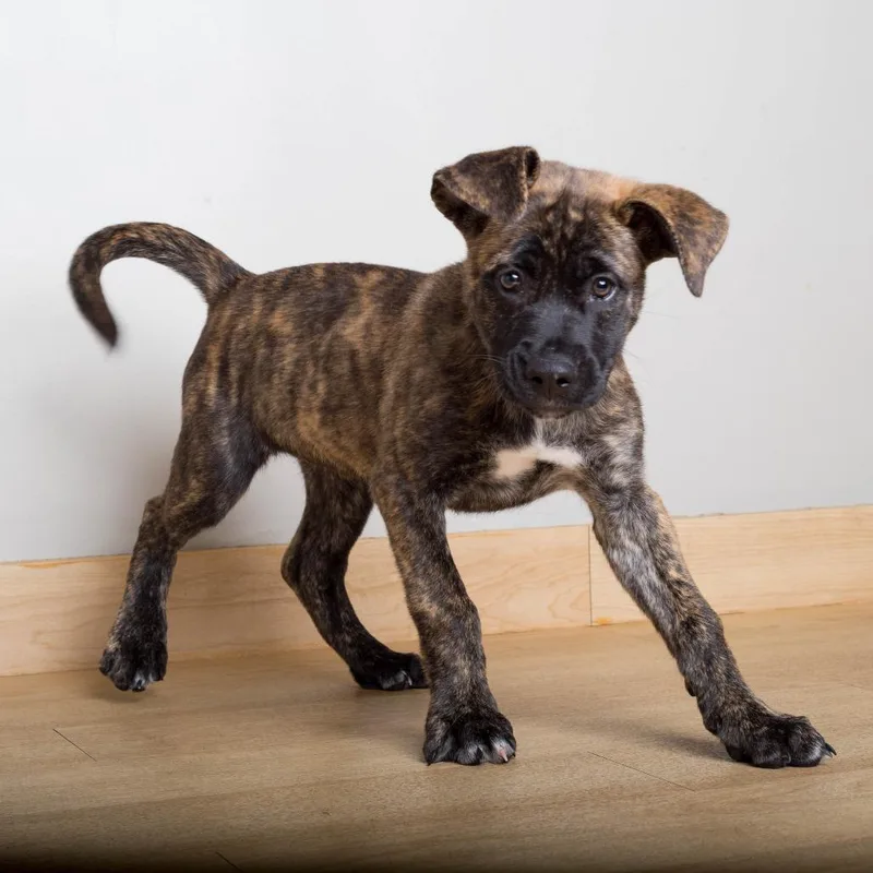 A baby medium-sized female Catahoula Leopard Dog dog named Winnie D for adoption in Minnetonka, MN