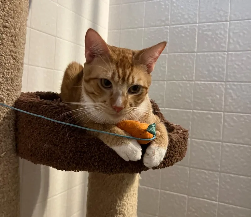 A baby medium-sized male Tabby (Orange / Red) Tabby cat named Justice for adoption in San Juan Capistrano, CA
