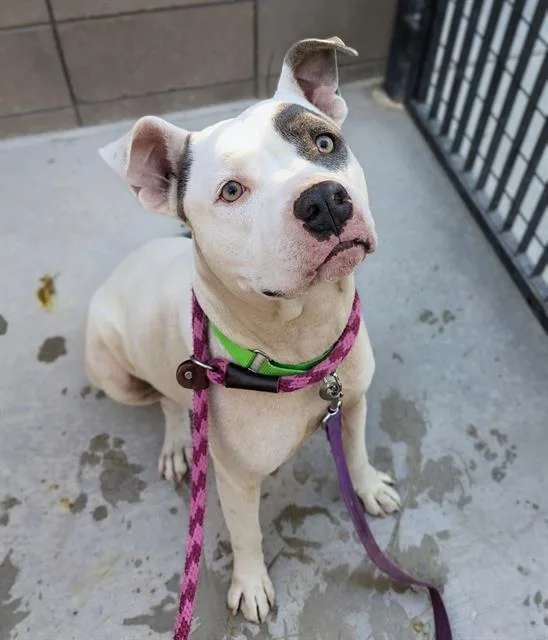An adult large-sized male Pit Bull Terrier dog named Dallas for adoption in Tucson, AZ