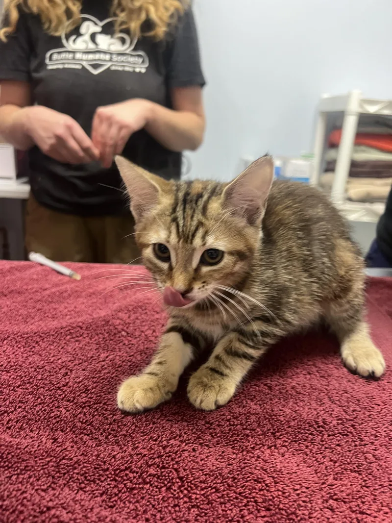 A baby small-sized female Domestic Short Hair cat named Willow for adoption in Chico, CA