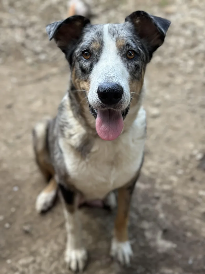 An adult large-sized female Merle (Blue) Catahoula Leopard Dog dog named Lucy for adoption in Charleston , WV