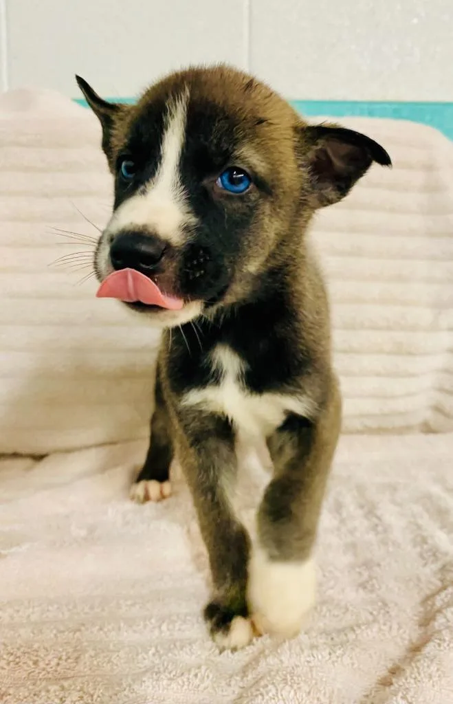 A baby small-sized male Australian Cattle Dog / Blue Heeler dog named Friday for adoption in Chickamauga , GA