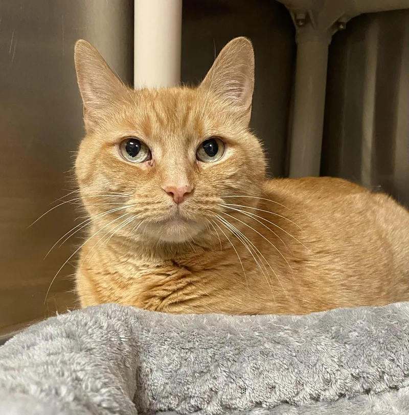 A senior medium-sized male Orange / Red Domestic Short Hair cat named Sandy for adoption in Fargo, ND