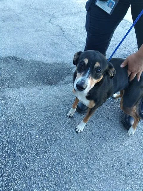 An adult large-sized female German Shepherd Dog dog named Chloe for adoption in Fort Lauderdale, FL