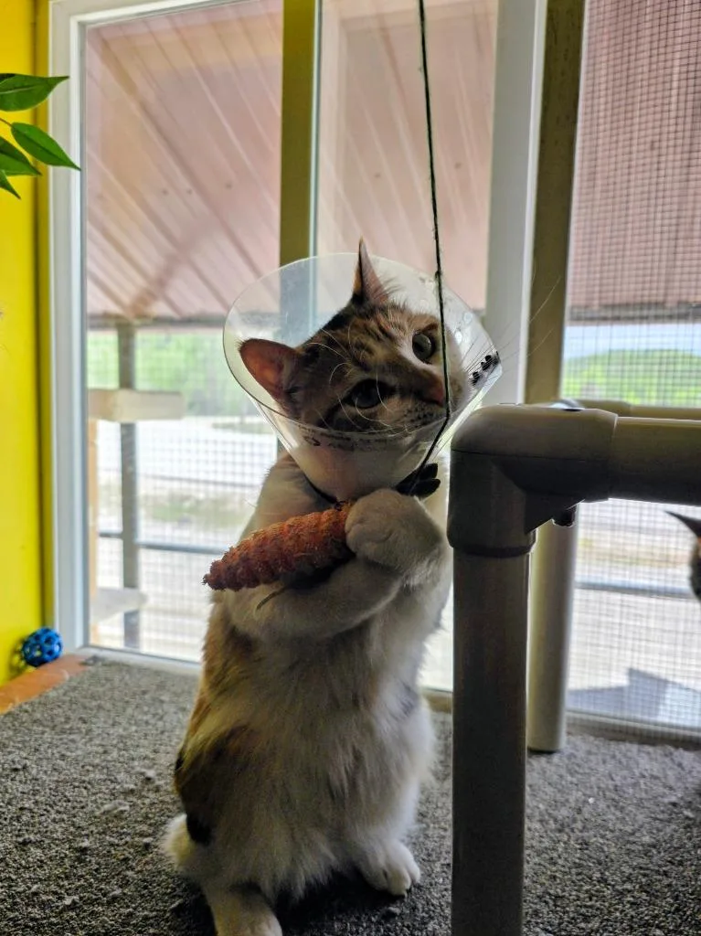A young medium-sized female Domestic Short Hair cat named Olive for adoption in Thayne, WY