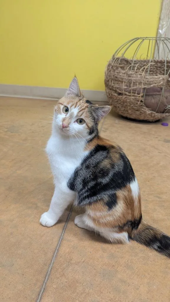 Olive thumbnail 3