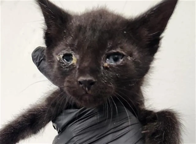 A baby small-sized female Domestic Short Hair cat named Olive for adoption in Fort Lauderdale, FL