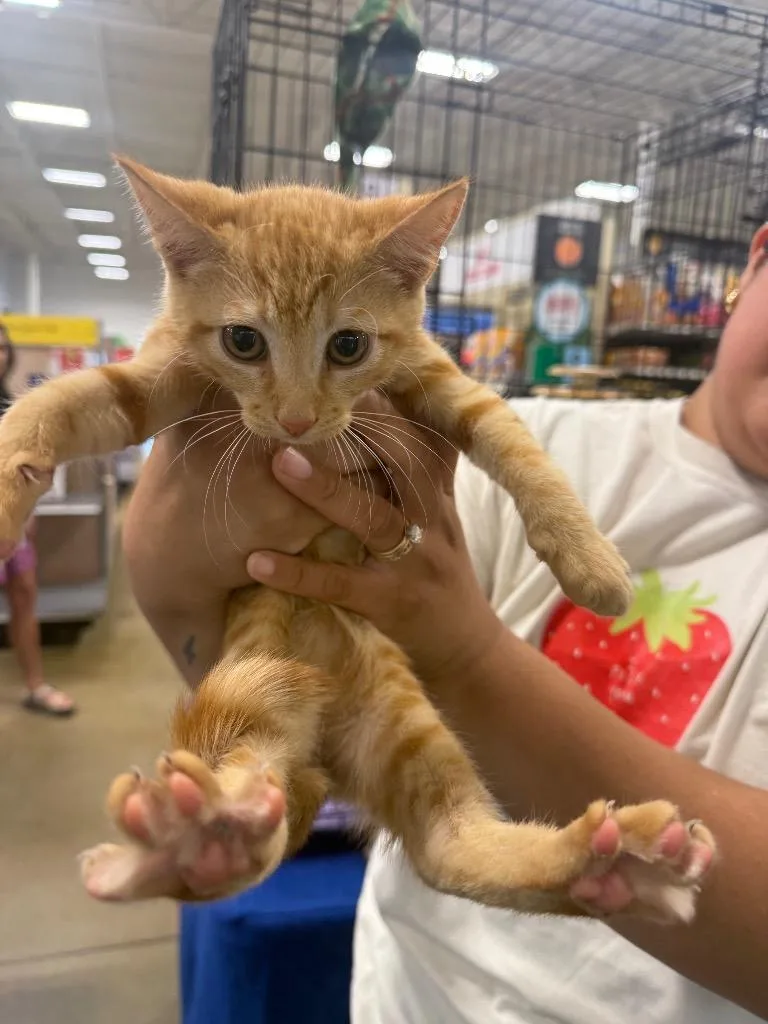 A baby large-sized female Domestic Short Hair cat named Mimosa for adoption in warrenville, SC