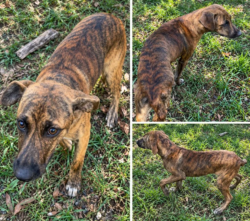 A baby medium-sized female Labrador Retriever dog named Cassie for adoption in Kiln, MS