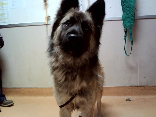 A young large-sized male German Shepherd Dog dog named Theodore Seville for adoption in Martinez, CA