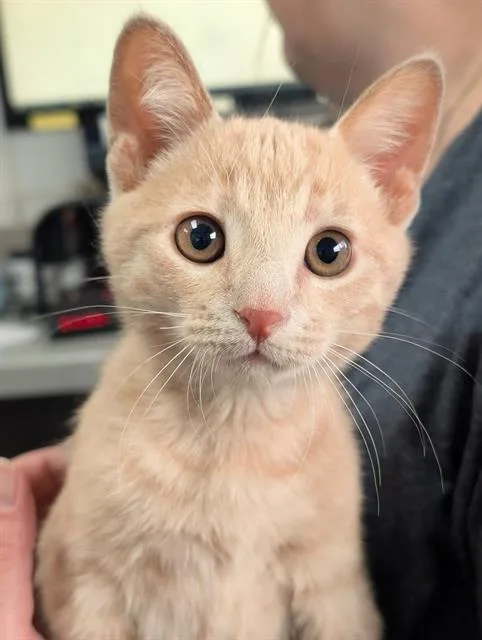 A baby small-sized male Domestic Short Hair cat named Desi for adoption in Canfield, OH